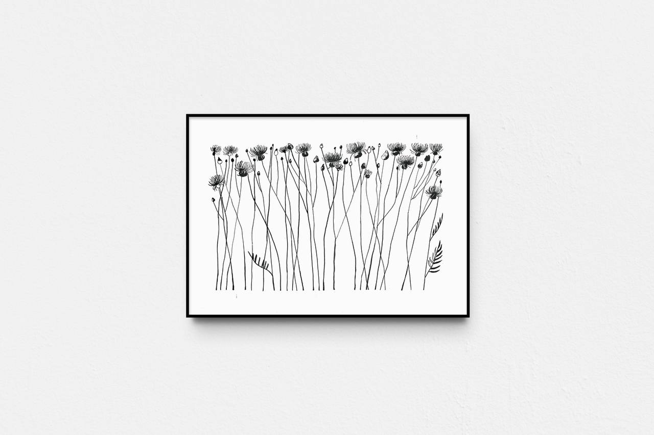 Centaurea taliewia