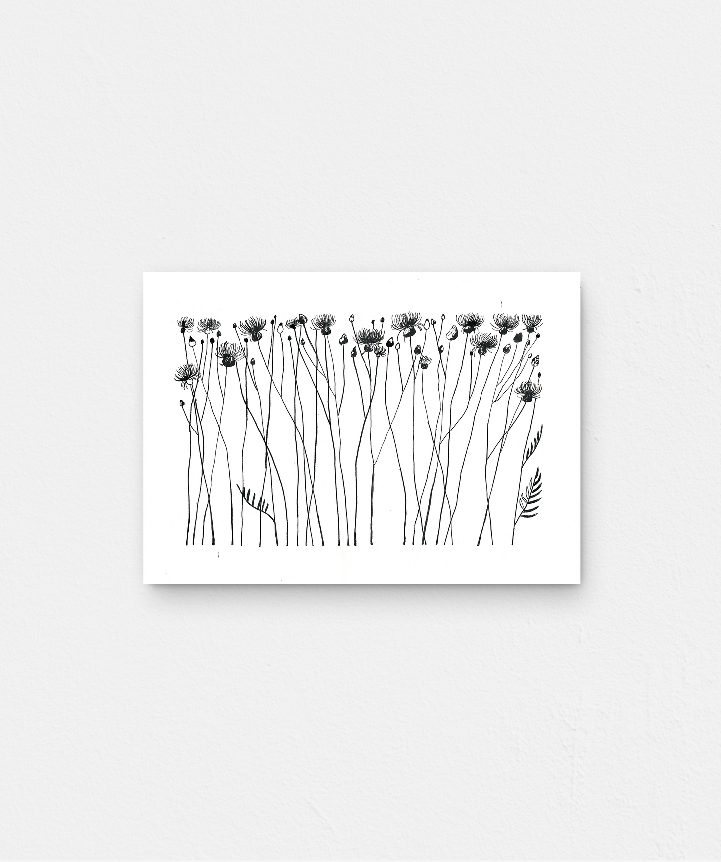 Centaurea taliewia