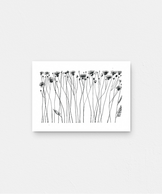 Centaurea taliewia